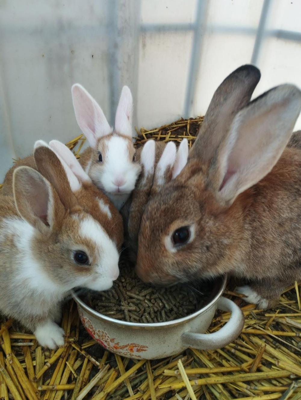 De Smishoeve Met Kinderpret, Dieren En Wellness Heers Экстерьер фото