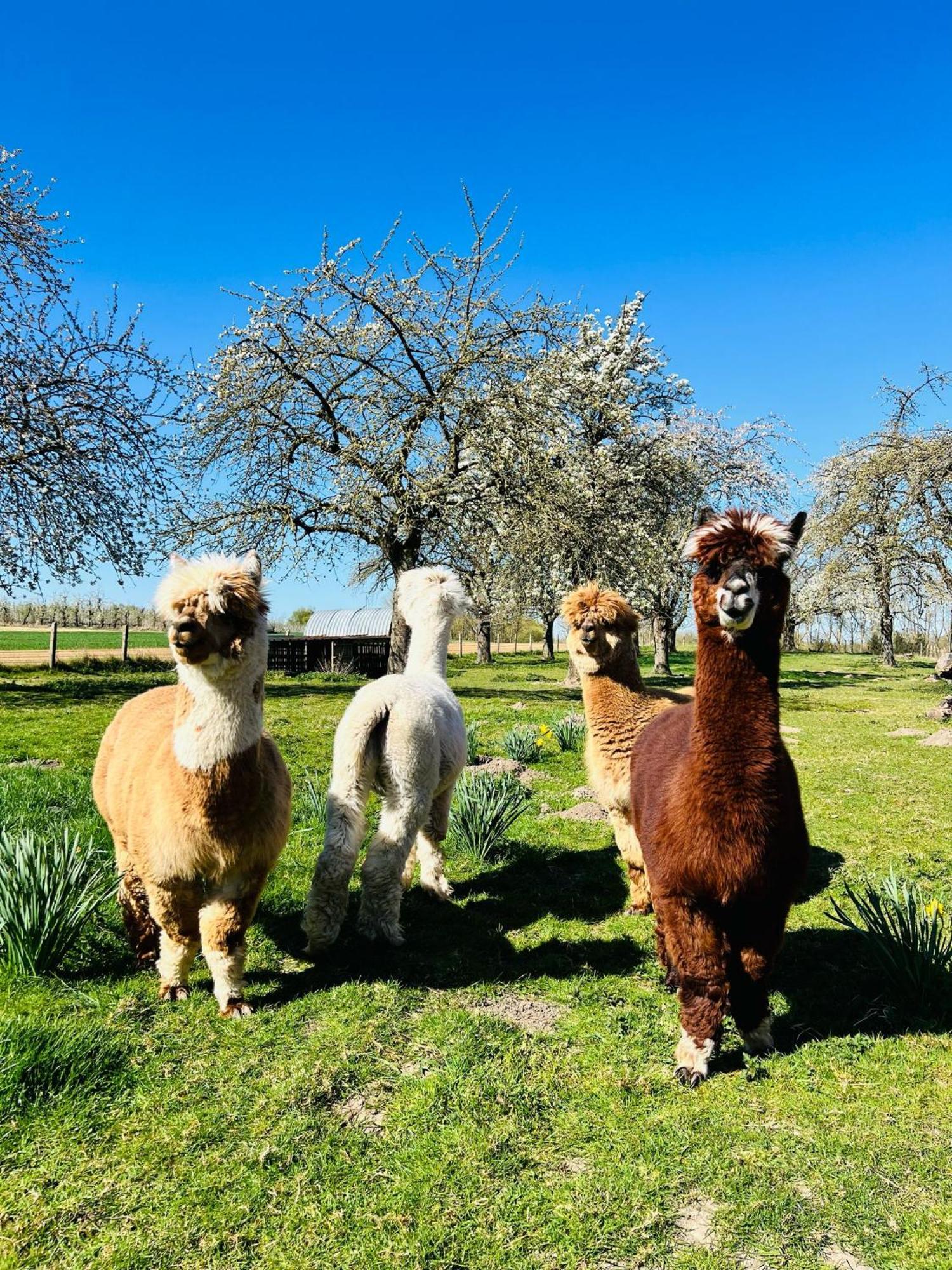 De Smishoeve Met Kinderpret, Dieren En Wellness Heers Экстерьер фото